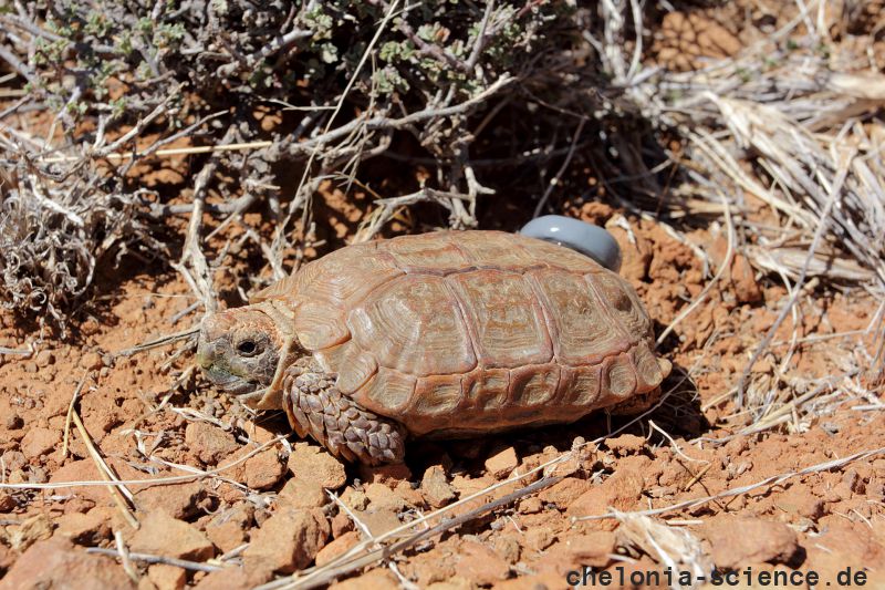 Boulengers Flachschildkröte, Homopus boulengeri, ein Männchen mit Transponder, Fundort: Northern Cape, South Africa – © Victor Loehr Boulengers Flachschildkröte, Homopus boulengeri, ein Männchen mit Transponder, Fundort: Northern Cape, South Africa – © Victor Loehr