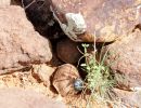 Boulengers Flachschildkröte, Homopus boulengeri, ein Männchen mit Transponder findet ein Weibchen, Fundort: Northern Cape, South Africa – © Victor Loehr