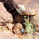 Boulengers Flachschildkröte, Homopus boulengeri, ein Männchen mit Transponder findet ein Weibchen, Fundort: Northern Cape, South Africa – © Victor Loehr