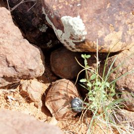 Boulengers Flachschildkröte, Homopus boulengeri, ein Männchen mit Transponder findet ein Weibchen, Fundort: Northern Cape, South Africa – © Victor Loehr Boulengers Flachschildkröte, Homopus boulengeri, ein Männchen mit Transponder findet ein Weibchen, Fundort: Northern Cape, South Africa – © Victor Loehr
