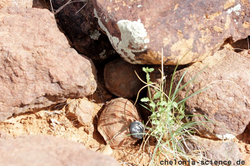 Boulengers Flachschildkröte, Homopus boulengeri, ein Männchen mit Transponder findet ein Weibchen, Fundort: Northern Cape, South Africa – © Victor Loehr Boulengers Flachschildkröte, Homopus boulengeri, ein Männchen mit Transponder findet ein Weibchen, Fundort: Northern Cape, South Africa – © Victor Loehr