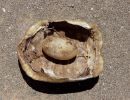 Boulengers Flachschildkröte, Homopus boulengeri, ein Panzer mit einem Ei, das sich im Inneren der Schale befand , Fundort: Northern Cape, South Africa – © Victor Loehr