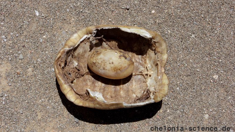 Boulengers Flachschildkröte, Homopus boulengeri, ein Panzer mit einem Ei, das sich im Inneren der Schale befand , Fundort: Northern Cape, South Africa – © Victor Loehr Boulengers Flachschildkröte, Homopus boulengeri, ein Panzer mit einem Ei, das sich im Inneren der Schale befand , Fundort: Northern Cape, South Africa – © Victor Loehr