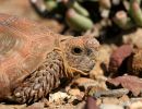 Boulengers Flachschildkröte, Homopus boulengeri, Portrait eines Männchens, Fundort: Western Cape, South Africa – © Victor Loehr