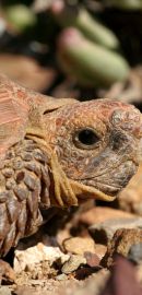 Boulengers Flachschildkröte, Homopus boulengeri, Portrait eines Männchens, Fundort: Western Cape, South Africa – © Victor Loehr