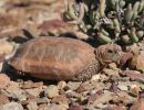 Boulengers Flachschildkröte, Homopus boulengeri, Männchens, Fundort: Western Cape, South Africa – © Victor Loehr