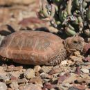 Boulengers Flachschildkröte, Homopus boulengeri, Männchens, Fundort: Western Cape, South Africa – © Victor Loehr