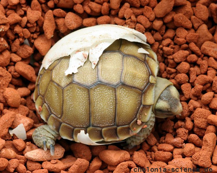 Sporn-Flachschildkröte, Homopus femoralis, ein in menschlicher Obhut gezüchteter Schlüpfling – © Victor Loehr