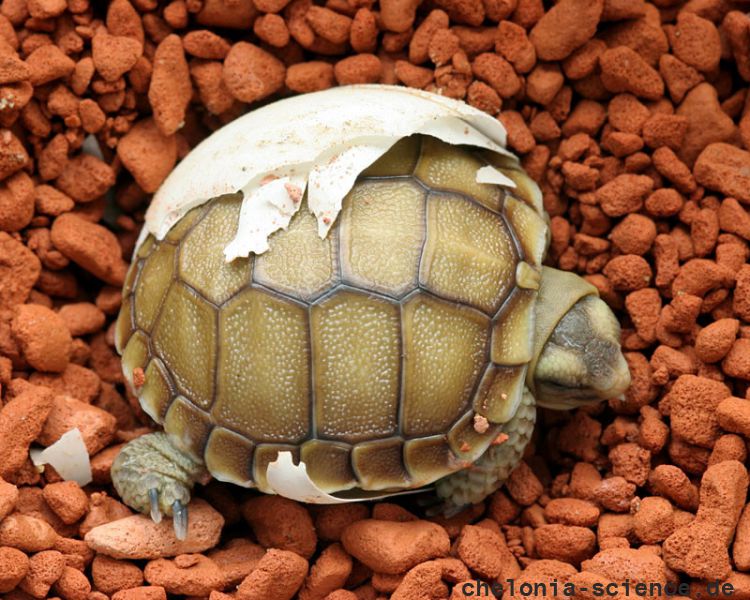 Sporn-Flachschildkröte, Homopus femoralis, ein in menschlicher Obhut gezüchteter Schlüpfling – © Victor Loehr Sporn-Flachschildkröte, Homopus femoralis, ein in menschlicher Obhut gezüchteter Schlüpfling – © Victor Loehr