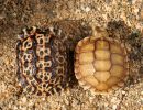 Gesägte Flachschildkröte, Homopus signatus signatus (links), und Sporn-Flachschildkröte, Homopus femoralis (rechts), ein Vergleich zweier in menschlicher Obhut gezüchteter Schlüpflinge – © Victor Loehr