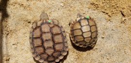 Sporn-Flachschildkröte, Homopus femoralis, ein in menschlicher Obhut gezüchtetes einjähriges Tier neben einem Schlüpfling – © Victor Loehr