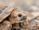 Sporn-Flachschildkröte, Homopus femoralis, Kopfstudie, Fundort: Western Cape, South Africa – © Victor Loehr