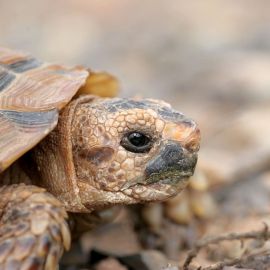 Sporn-Flachschildkröte, Homopus femoralis, Kopfstudie, Fundort: Western Cape, South Africa – © Victor Loehr