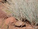 Sporn-Flachschildkröte, Homopus femoralis, in ihrem Habitat, Fundort: Western Cape, South Africa – © Victor Loehr