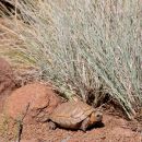 Sporn-Flachschildkröte, Homopus femoralis, in ihrem Habitat, Fundort: Western Cape, South Africa – © Victor Loehr