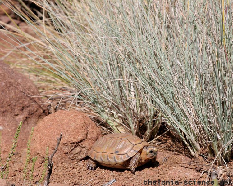 Sporn-Flachschildkröte, Homopus femoralis, in ihrem Habitat, Fundort: Western Cape, South Africa – © Victor Loehr Sporn-Flachschildkröte, Homopus femoralis, in ihrem Habitat, Fundort: Western Cape, South Africa – © Victor Loehr