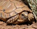 Sporn-Flachschildkröte, Homopus femoralis, Kopfstudie, Fundort: Western Cape, South Africa – © Victor Loehr