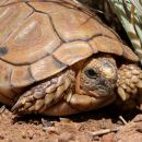 Sporn-Flachschildkröte, Homopus femoralis, Kopfstudie, Fundort: Western Cape, South Africa – © Victor Loehr