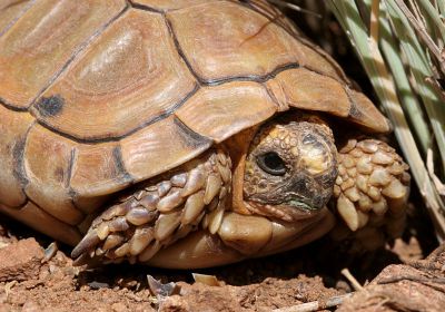 Sporn-Flachschildkröte, Homopus femoralis, – © Victor Loehr