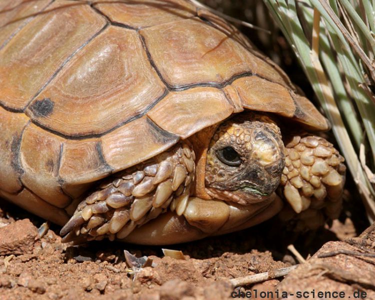 Sporn-Flachschildkröte, Homopus femoralis, Kopfstudie, Fundort: Western Cape, South Africa – © Victor Loehr Sporn-Flachschildkröte, Homopus femoralis, Kopfstudie, Fundort: Western Cape, South Africa – © Victor Loehr