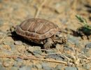 Sporn-Flachschildkröte, Homopus femoralis, ein juveniles Tier, Fundort: Western Cape, South Africa – © Victor Loehr