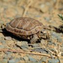 Sporn-Flachschildkröte, Homopus femoralis, ein juveniles Tier, Fundort: Western Cape, South Africa – © Victor Loehr