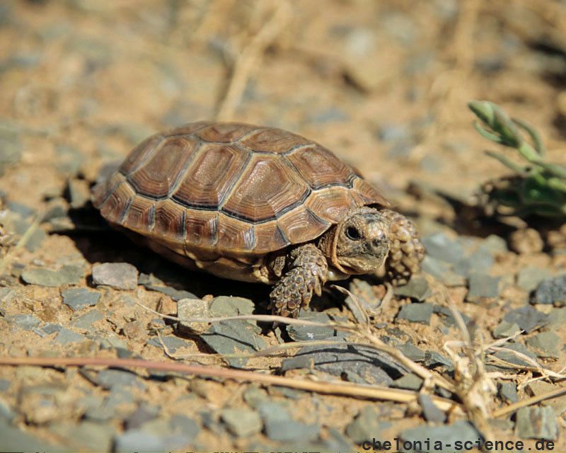 Sporn-Flachschildkröte, Homopus femoralis, ein juveniles Tier, Fundort: Western Cape, South Africa – © Victor Loehr