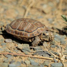 Sporn-Flachschildkröte, Homopus femoralis, ein juveniles Tier, Fundort: Western Cape, South Africa – © Victor Loehr Sporn-Flachschildkröte, Homopus femoralis, ein juveniles Tier, Fundort: Western Cape, South Africa – © Victor Loehr