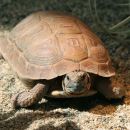 Sporn-Flachschildkröte, Homopus femoralis, ein Exemplar in menschlicher Obhut – © Victor Loehr