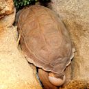 Sporn-Flachschildkröte, Homopus femoralis, ein eierlegendes Weibchen in menschlicher Obhut – © Victor Loehr