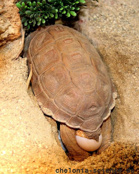 Sporn-Flachschildkröte, Homopus femoralis, ein eierlegendes Weibchen in menschlicher Obhut – © Victor Loehr