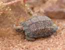 Gesägte Flachschildkröte, Homopus signatus, nördliche Form (vormals Homopus signatus signatus), sonnenbadend mit Transmitter und iButton, Fundort: Northern Cape, South Africa – © Victor Loehr?