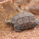 Gesägte Flachschildkröte, Homopus signatus, nördliche Form (vormals Homopus signatus signatus), sonnenbadend mit Transmitter und iButton, Fundort: Northern Cape, South Africa – © Victor Loehr? Gesägte Flachschildkröte, Homopus signatus, nördliche Form (vormals Homopus signatus signatus), sonnenbadend mit Transmitter und iButton, Fundort: Northern Cape, South Africa – © Victor Loehr?