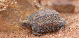 Gesägte Flachschildkröte, Homopus signatus, nördliche Form (vormals Homopus signatus signatus), sonnenbadend mit Transmitter und iButton, Fundort: Northern Cape, South Africa – © Victor Loehr?