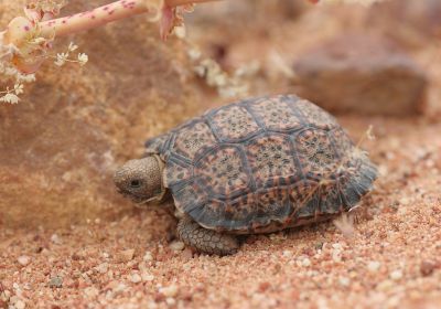 Gesägte Flachschildkröte, Homopus signatus, – © Victor Loehr