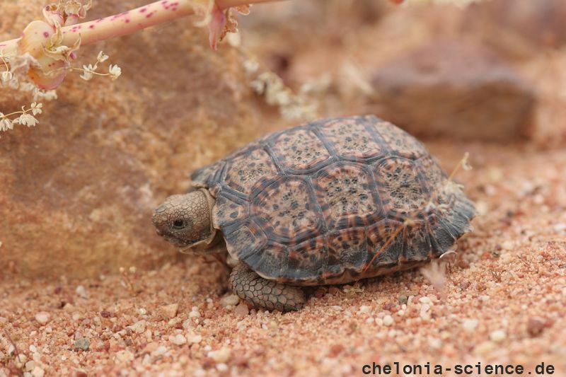 Gesägte Flachschildkröte, Homopus signatus, nördliche Form (vormals Homopus signatus signatus), sonnenbadend mit Transmitter und iButton, Fundort: Northern Cape, South Africa – © Victor Loehr? Gesägte Flachschildkröte, Homopus signatus, nördliche Form (vormals Homopus signatus signatus), sonnenbadend mit Transmitter und iButton, Fundort: Northern Cape, South Africa – © Victor Loehr?