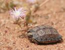 Gesägte Flachschildkröte, Homopus signatus, südliche Form (vormals Homopus signatus cafer), Fundort: Western Cape, South Africa – © Victor Loehr?