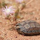 Gesägte Flachschildkröte, Homopus signatus, südliche Form (vormals Homopus signatus cafer), Fundort: Western Cape, South Africa – © Victor Loehr?