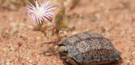 Gesägte Flachschildkröte, Homopus signatus, südliche Form (vormals Homopus signatus cafer), Fundort: Western Cape, South Africa – © Victor Loehr? Gesägte Flachschildkröte, Homopus signatus, südliche Form (vormals Homopus signatus cafer), Fundort: Western Cape, South Africa – © Victor Loehr?