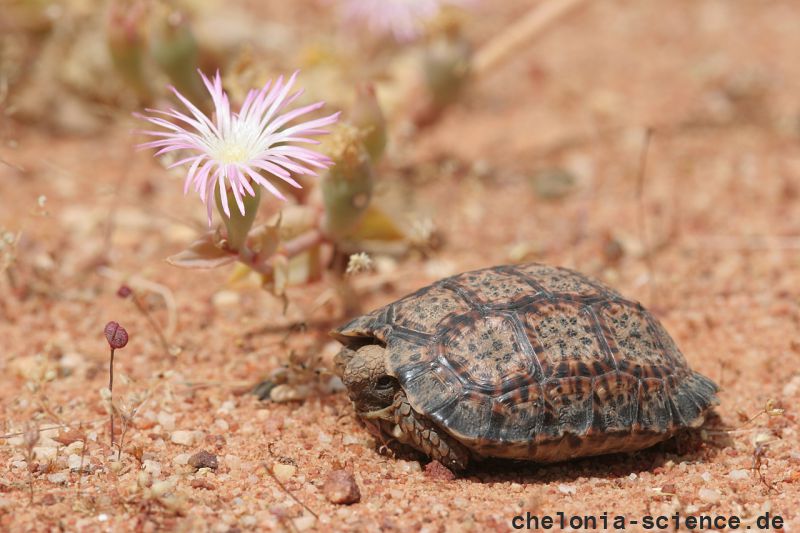 Gesägte Flachschildkröte, Homopus signatus, südliche Form (vormals Homopus signatus cafer), Fundort: Western Cape, South Africa – © Victor Loehr? Gesägte Flachschildkröte, Homopus signatus, südliche Form (vormals Homopus signatus cafer), Fundort: Western Cape, South Africa – © Victor Loehr?