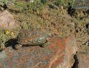 Gesägte Flachschildkröte, Homopus signatus, südliche Form (vormals Homopus signatus cafer), Fundort: Western Cape, South Africa – © Victor Loehr?