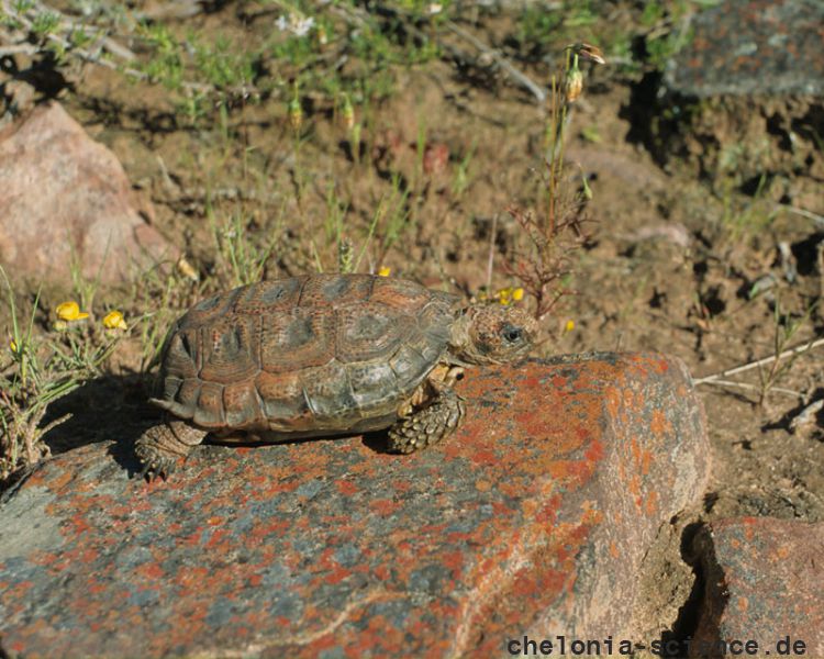 Gesägte Flachschildkröte, Homopus signatus, südliche Form (vormals Homopus signatus cafer), Fundort: Western Cape, South Africa – © Victor Loehr? Gesägte Flachschildkröte, Homopus signatus, südliche Form (vormals Homopus signatus cafer), Fundort: Western Cape, South Africa – © Victor Loehr?
