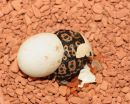Ges&auml;gte Flachschildkr&ouml;te, Homopus signatus, n&ouml;rdliche Form (vormals Homopus signatus signatus), Schlupf in menschlicher Obhut &ndash; &copy; Victor Loehr?