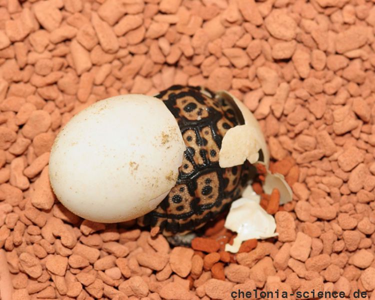 Gesägte Flachschildkröte, Homopus signatus, nördliche Form (vormals Homopus signatus signatus), Schlupf in menschlicher Obhut – © Victor Loehr? Gesägte Flachschildkröte, Homopus signatus, nördliche Form (vormals Homopus signatus signatus), Schlupf in menschlicher Obhut – © Victor Loehr?