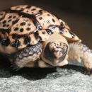 Gesägte Flachschildkröte, Homopus signatus, nördliche Form (vormals Homopus signatus signatus), Schlüpfling in menschlicher Obhut – © Victor Loehr?