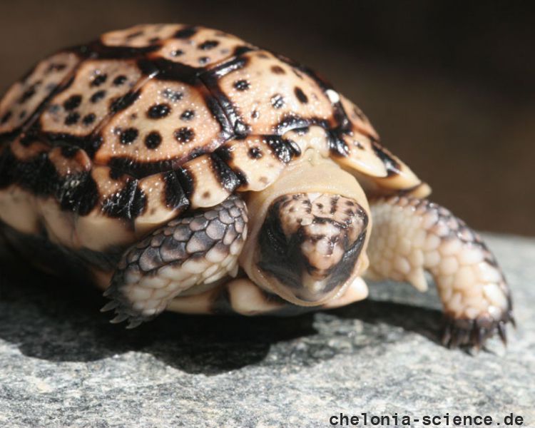 Gesägte Flachschildkröte, Homopus signatus, nördliche Form (vormals Homopus signatus signatus), Schlüpfling in menschlicher Obhut – © Victor Loehr? Gesägte Flachschildkröte, Homopus signatus, nördliche Form (vormals Homopus signatus signatus), Schlüpfling in menschlicher Obhut – © Victor Loehr?