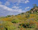Habitat von, Homopus signatus, der n&ouml;rdlichen Form (vormals Homopus signatus signatus), Fundort: Northern Cape, South Africa &ndash; &copy; Victor Loehr?