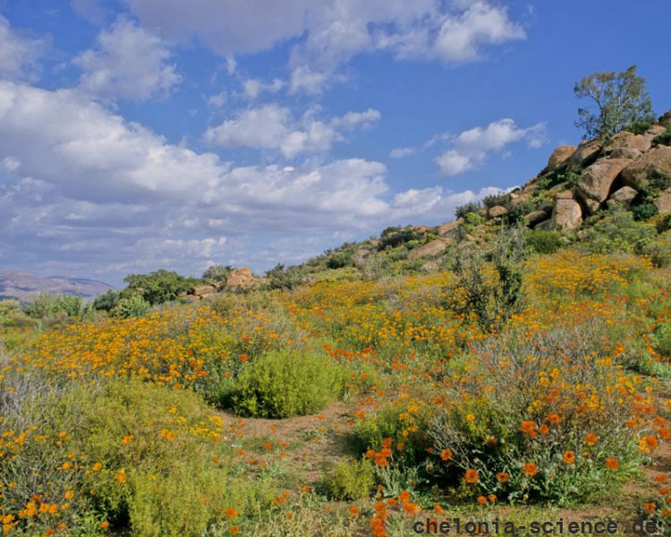 Habitat von, Homopus signatus, der nördlichen Form (vormals Homopus signatus signatus), Fundort: Northern Cape, South Africa – © Victor Loehr? Habitat von, Homopus signatus, der nördlichen Form (vormals Homopus signatus signatus), Fundort: Northern Cape, South Africa – © Victor Loehr?