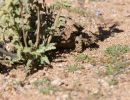 Gesägte Flachschildkröte, Homopus signatus, nördliche Form (vormals Homopus signatus signatus), fressend in ihrem Habitat, Fundort: Northern Cape, South Africa – © Victor Loehr?