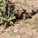 Gesägte Flachschildkröte, Homopus signatus, nördliche Form (vormals Homopus signatus signatus), fressend in ihrem Habitat, Fundort: Northern Cape, South Africa – © Victor Loehr?